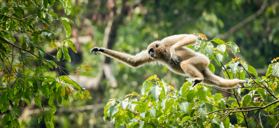 Ein Gibbon-Affe in freier Wildbahn